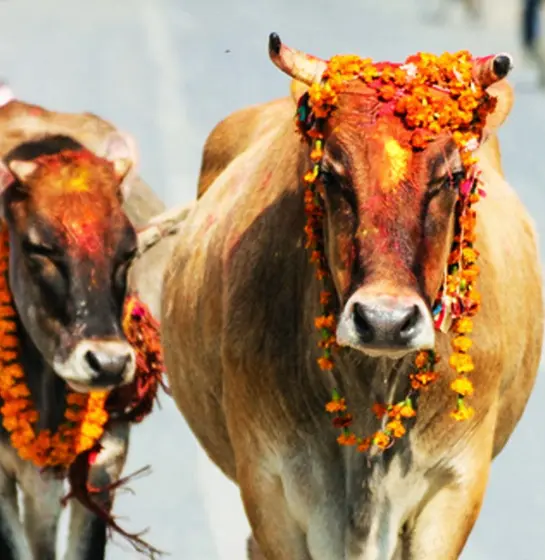 Cow Worship Ceremony